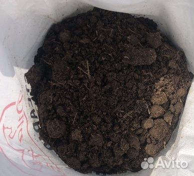 Перегной коровяк