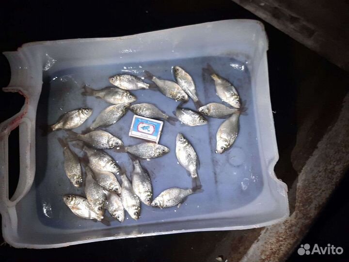 Продажа живца