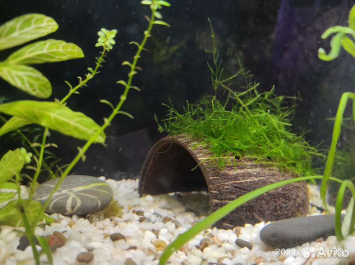 Кокос в аквариум. Домик