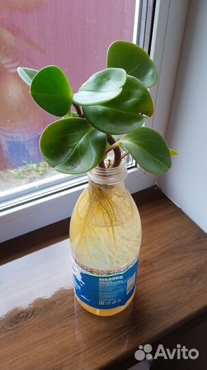 Пеперомия туполистная, комнатное растение