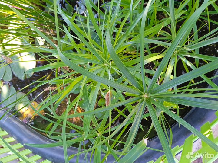 Растения для пруда