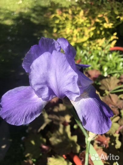 Ирисы