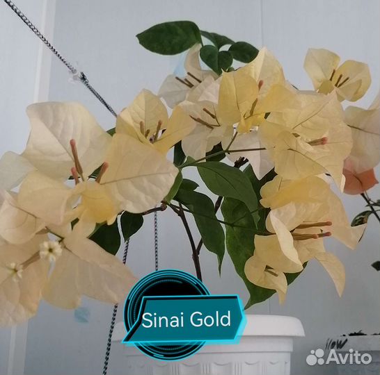 Бугенвиллии список сортов по наличию