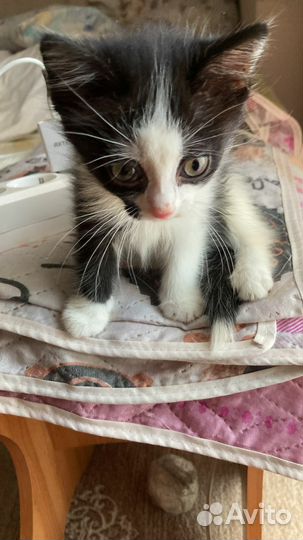 Котенок мальчик 1 месяц