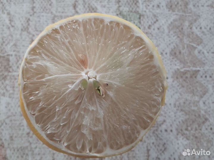 Лимоны Пандероза комнатные крупноплодные