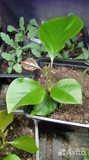 Бугенвиллея розовая