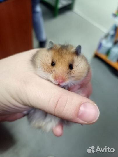 Сирийский хомяк