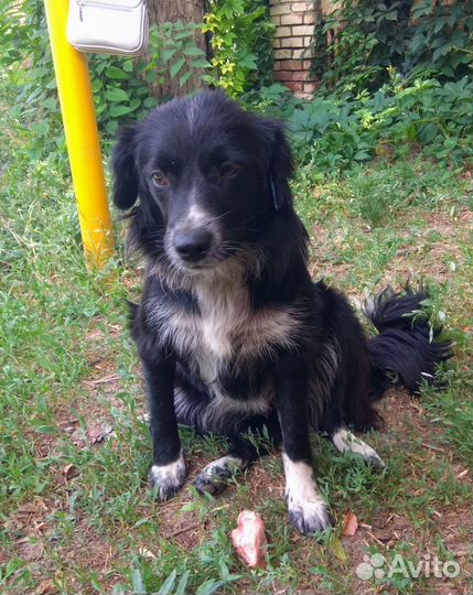 Собака помесь спаниель