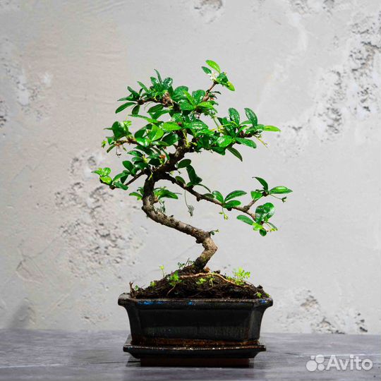 Дерево Бонсай - Кармона, цветущее дерево 13 лет