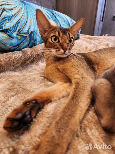 Абиссинская