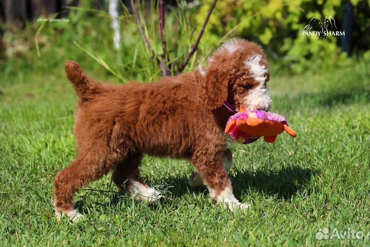 Королевские пудель от заводчика