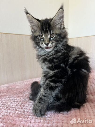 Котята мейн-кун