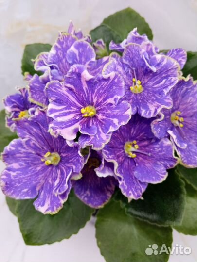 Сортовые фиалки