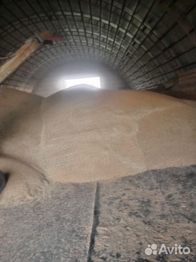 Продам пшеницу озимую