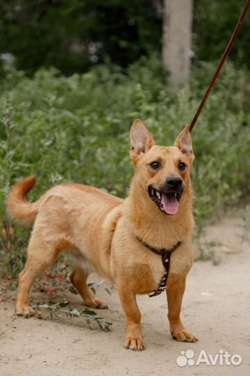 Метис таксы мальчик отдам