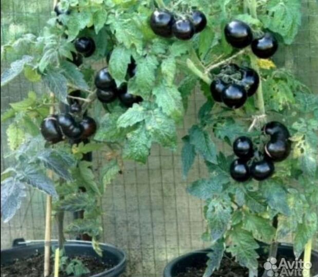 Рассада томата штамбовый