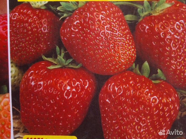 Усы клубники