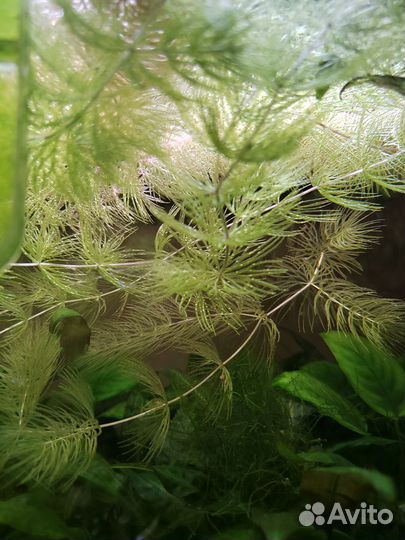 Роголистник