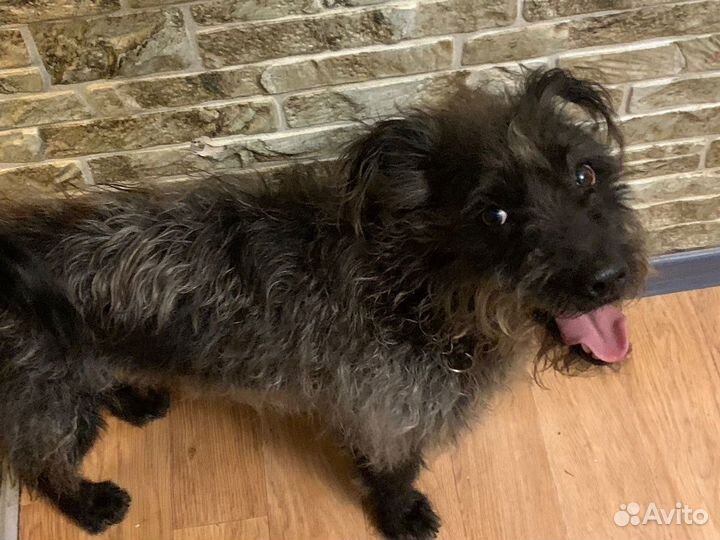 Собака бесплатно в добрые руки