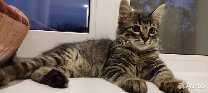 Котенок мальчик