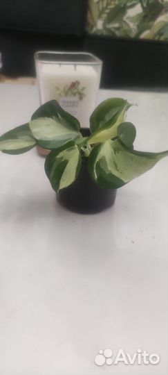 Эпипремнум марбл apple