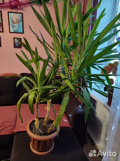 Пальма юкка, 110см