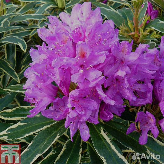 Рододендрон вариегатум