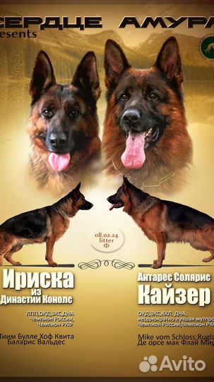 Щенок немецкой овчарки