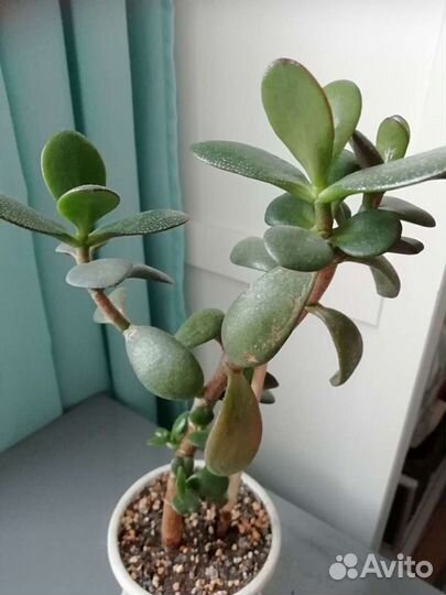 Крассула толстянка