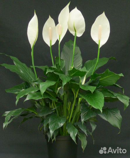 Каланхоэ, Спатифиллум