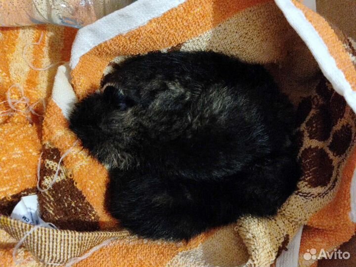 Помогите спасти котят