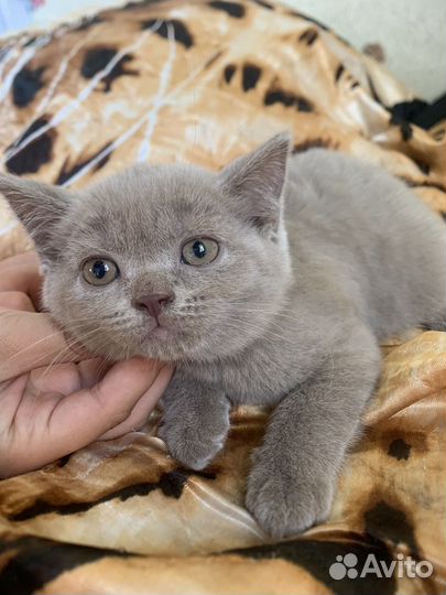 Британские котята