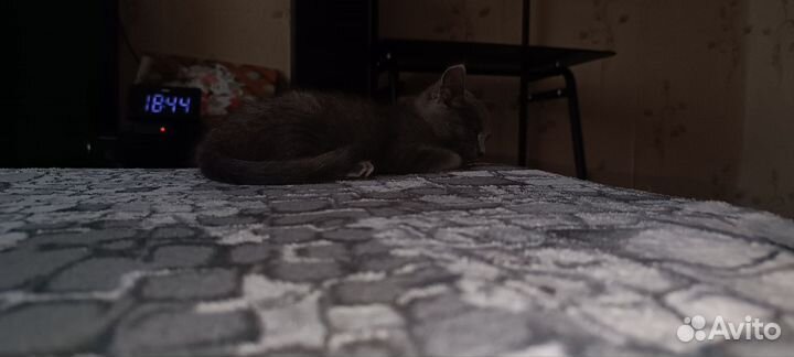 Отдам кошечку в хорошие руки