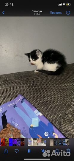 Котенок