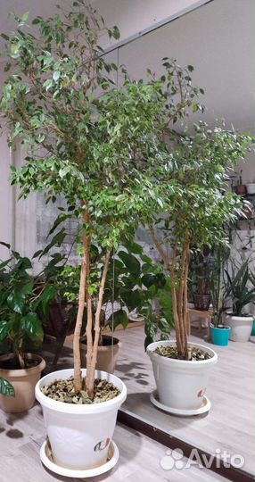 Фикус бенджамина большой