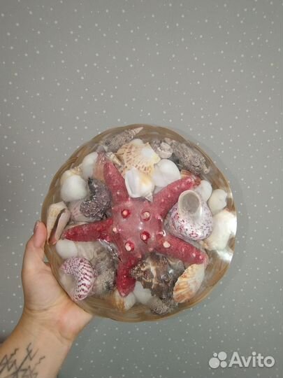 Морские ракушки набор