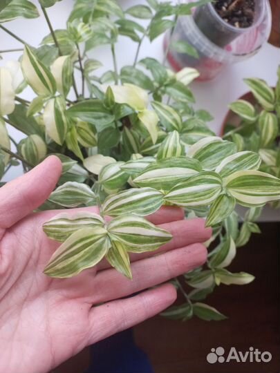 Традесканция