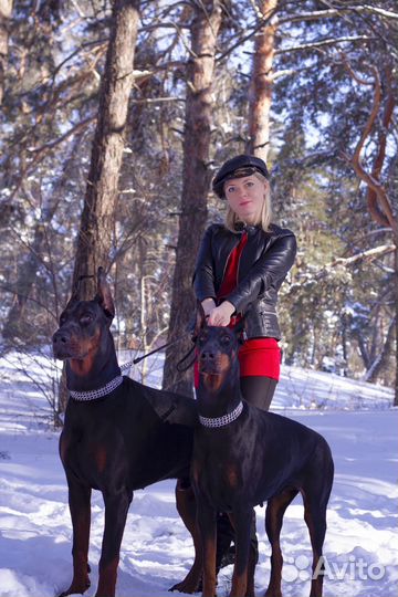 Доберман для фотосессии