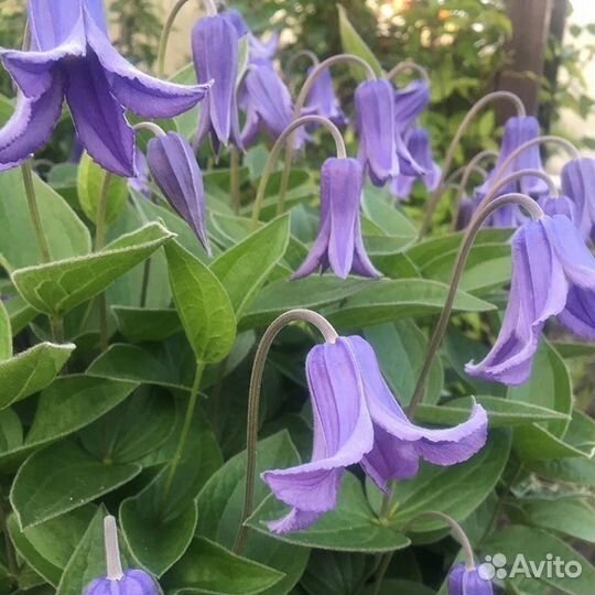 Клематисы кустовые