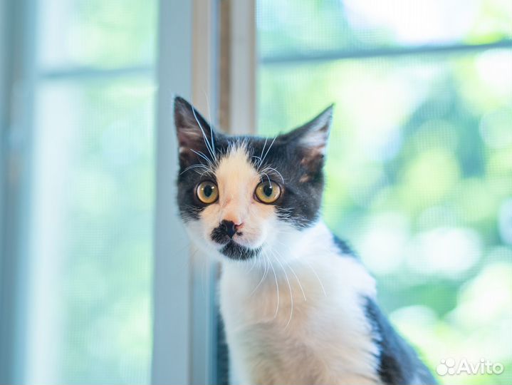Котёнок мальчик ищет хороший дом
