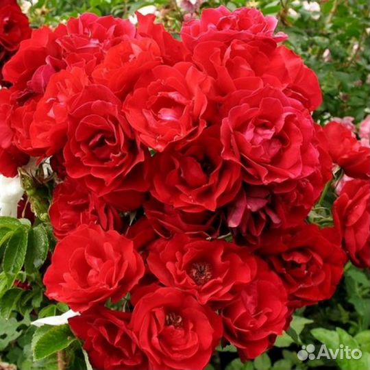 Канадская неукрывная роза Хоуп фо Хьюманити