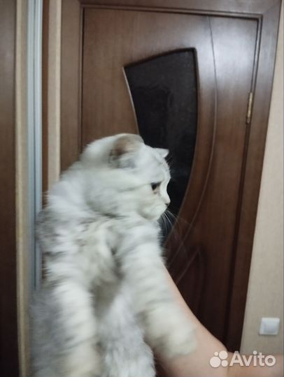 Шотландская кошка