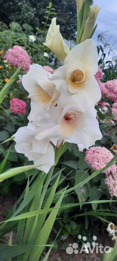 Гладиолусы луковицы