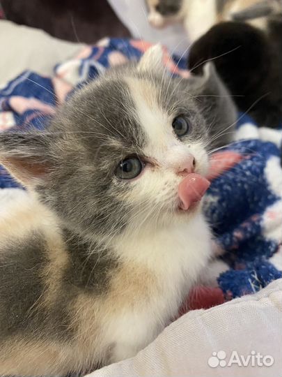 Кошки породистые бесплатно