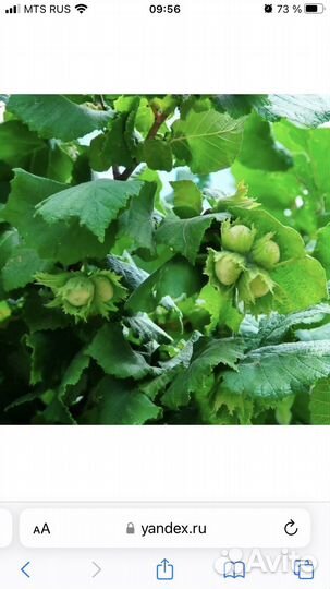 Орешник лещина