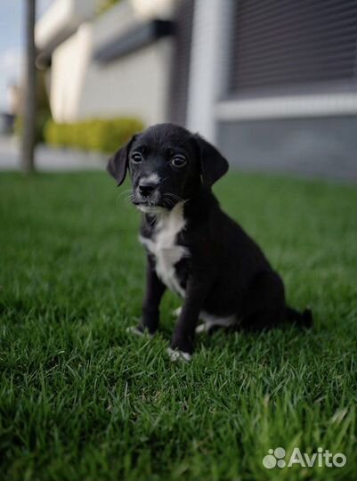 Собака в добрые руки щенок девочка