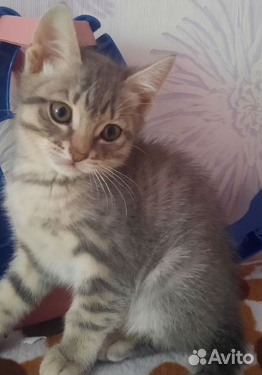 Кошки в добрые руки бесплатно