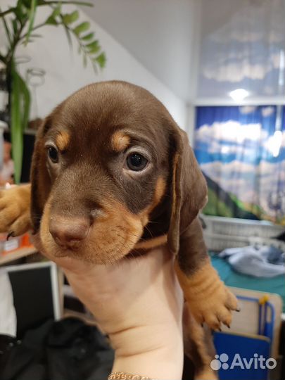 Щенки таксы