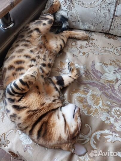 Бенгальский кот вязка