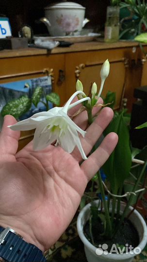 Эухарис амазонская лилия на цвету